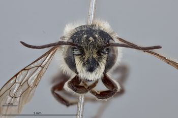 Media type: image;   Entomology 626872 Aspect: head frontal view